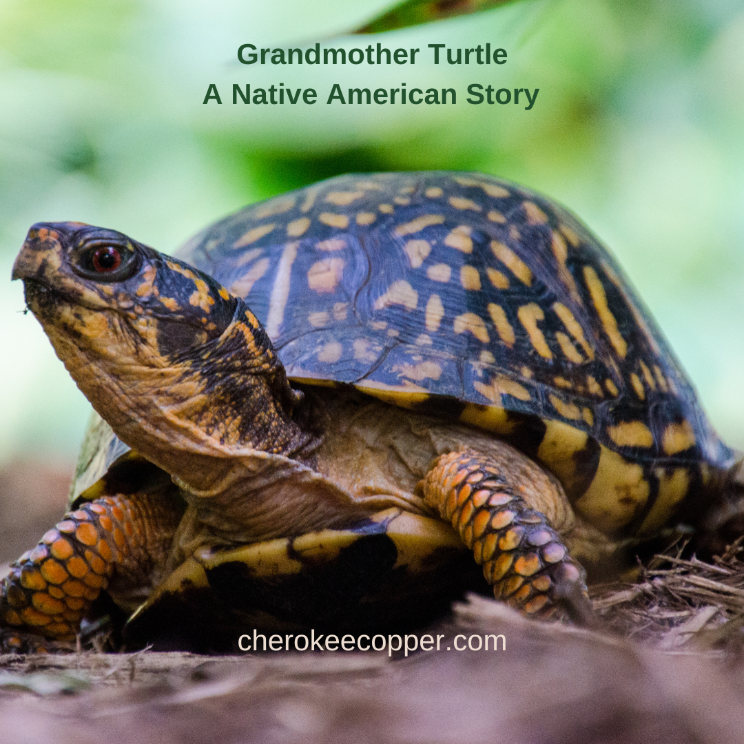 Grandmother Turtle - A Creation Story
