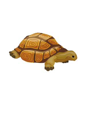 Grandmother turtle still has lessons to teach