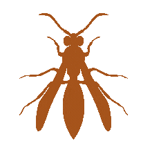 How pottery came to be: The Cherokee Story of The Thoughtful Mud Dauber