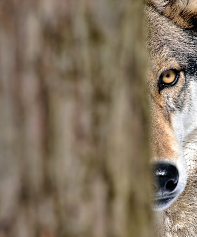 The Two Wolves
